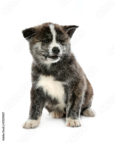 Fototapeta Naklejka Na Ścianę i Meble -  Cute Akita inu puppy on white background. Friendly dog