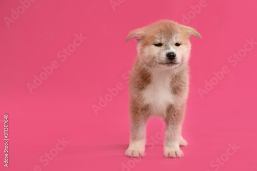 Fototapeta Naklejka Na Ścianę i Meble -  Cute Akita inu puppy on pink background, space for text. Friendly dog