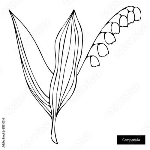 Hand drawn campanula botanical illustration. Natural medicine,ayurveda. Vector illustration black outlines isolated on white background. Element for design.