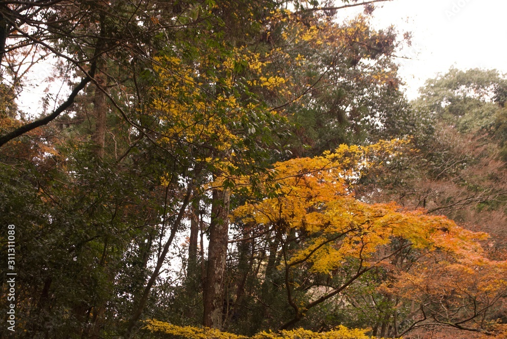 Fototapeta premium 色づき始めた秋の山並み