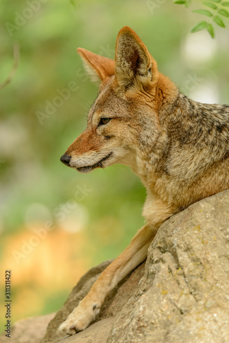 portrait of black backed jackal  Canis mesomelas  laying on rock