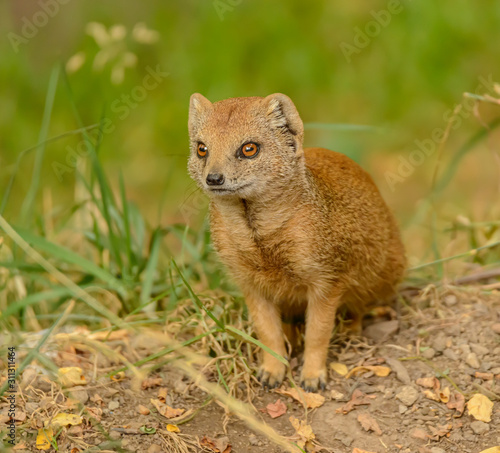 Принти на полотні yellow mongoose (cynictis penicillata) on the ground