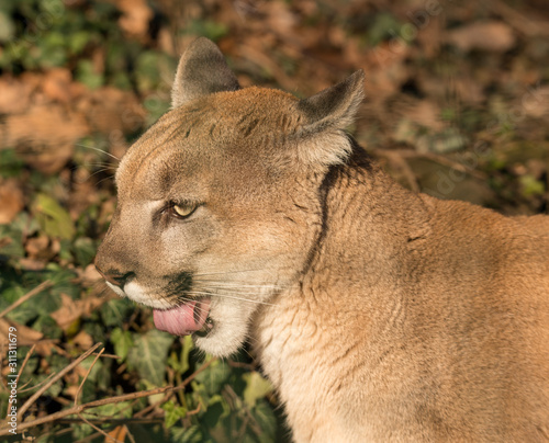 portrait of mountain lion with tongue out