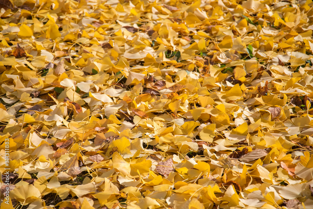 Yellow autumn ginko leave background Yellow autumn ginko leave background