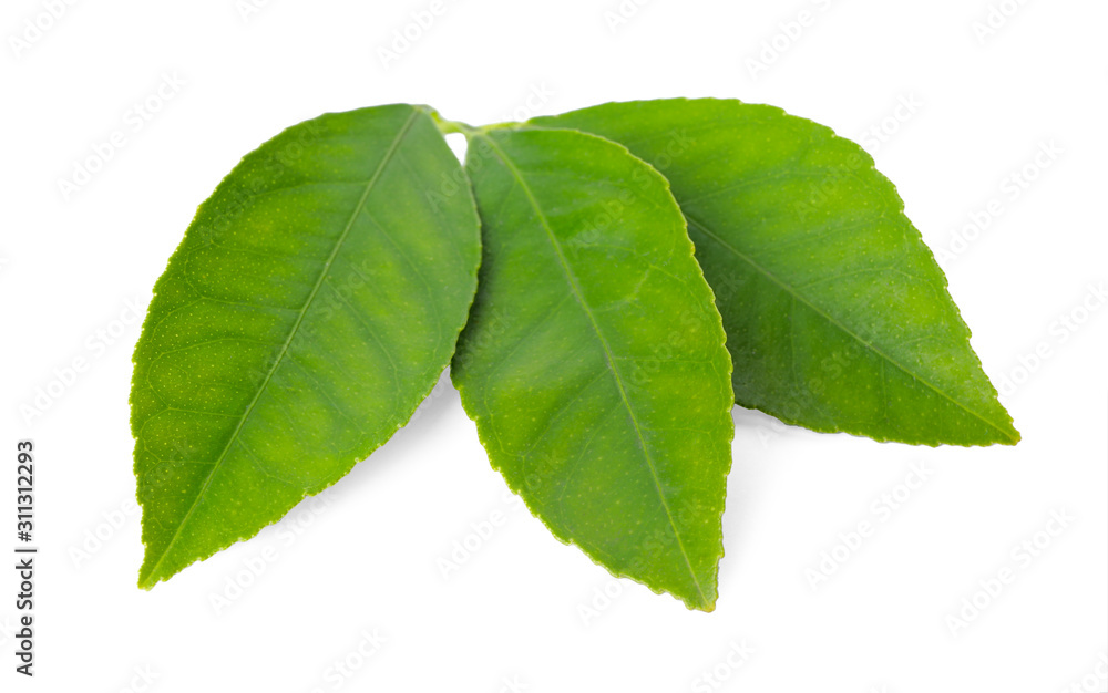 Fototapeta premium Fresh green citrus leaves isolated on white