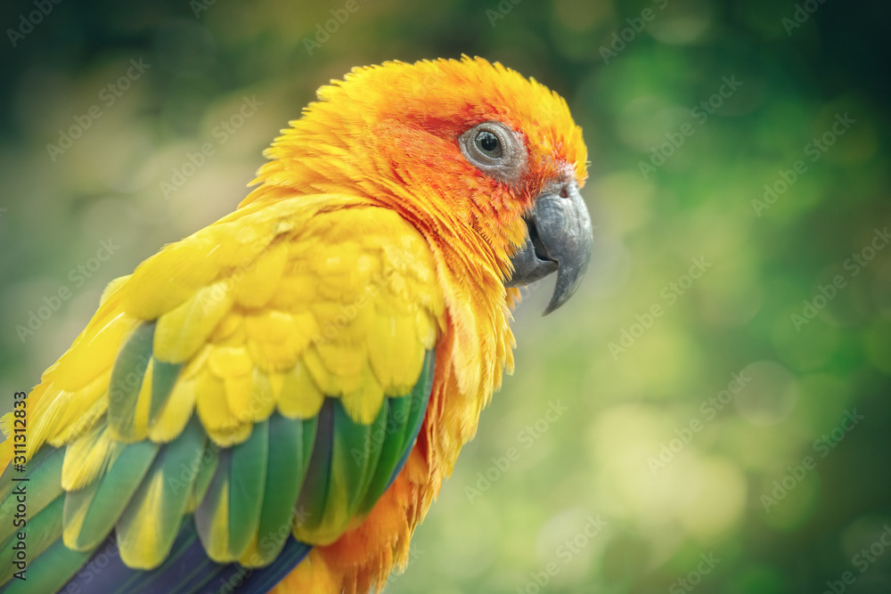 Portrait of a Yellow Parrot - Ground Conure - Parakeet. Close-up of the bird in the wild