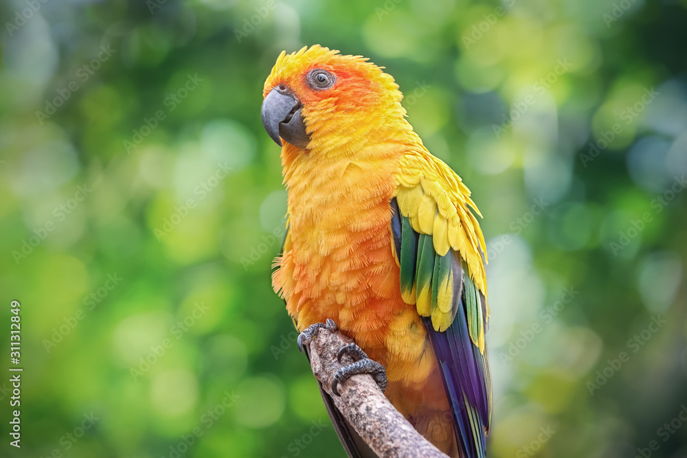 Yellow Parrot - Ground Conure - Parakeet. Close-up of the bird in the wild