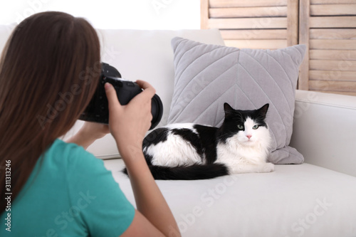 Fototapeta Naklejka Na Ścianę i Meble -  Professional animal photographer taking picture of beautiful cat at home