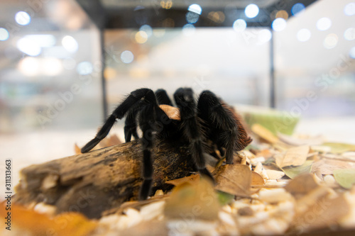 Tarantula spider In a glass cabinet decorated like in nature