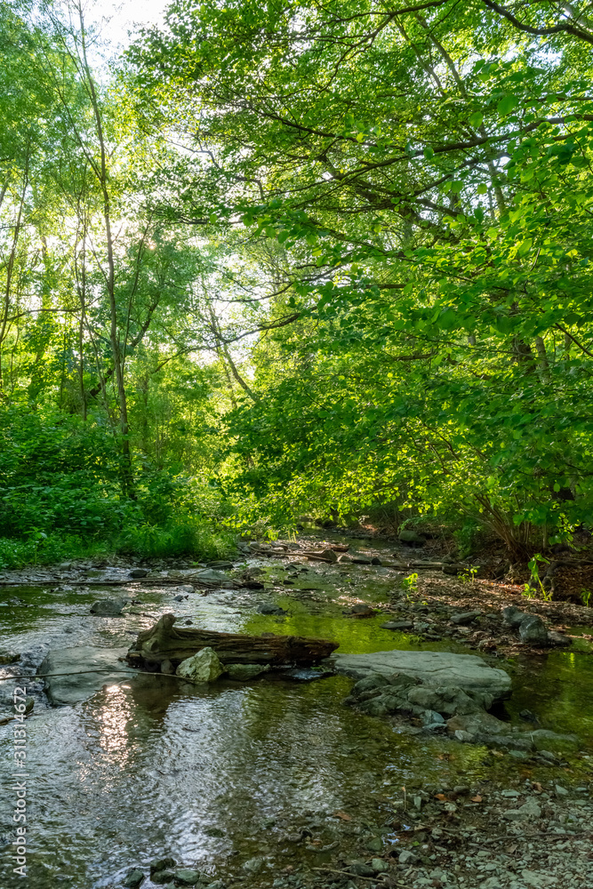 an forest stream in summer with rocks an forest stream in summer with rocks