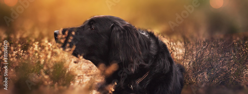 Schilderij op canvas Flat coated Retriever