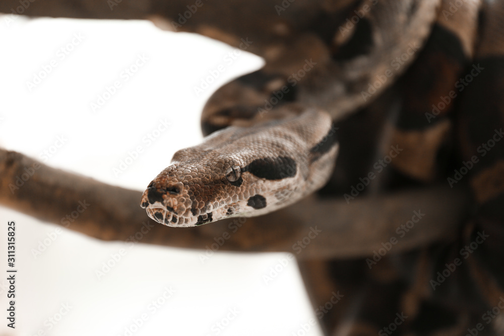 Brown boa constrictor on tree branch outdoors, closeup Brown boa constrictor on tree branch outdoors, closeup