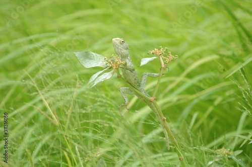 Lizard looking for his girlfriend in a tall tree © gayan