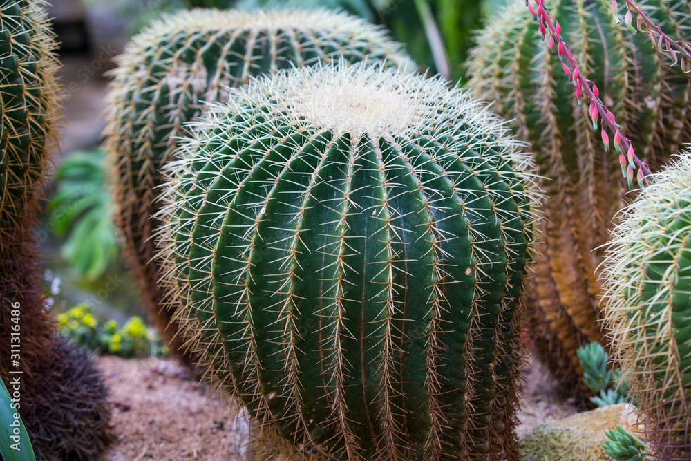 cactus.Echinocactus grusonii Hildm.Cactus with blurred background.Close-up of a cactus. cactus.Echinocactus grusonii Hildm.Cactus with blurred background.Close-up of a cactus.