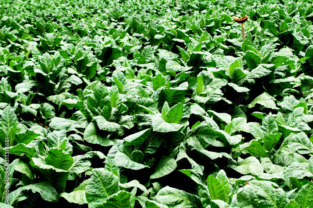 Tobacco plant grown in the village Tobacco plant grown in the village