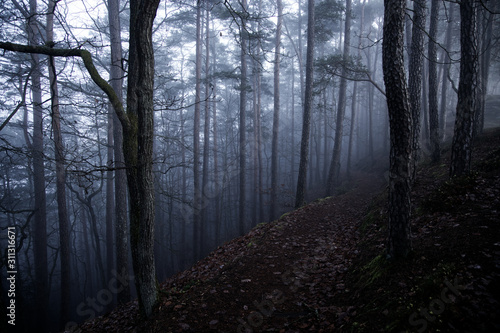 Foggy Forest © Michael