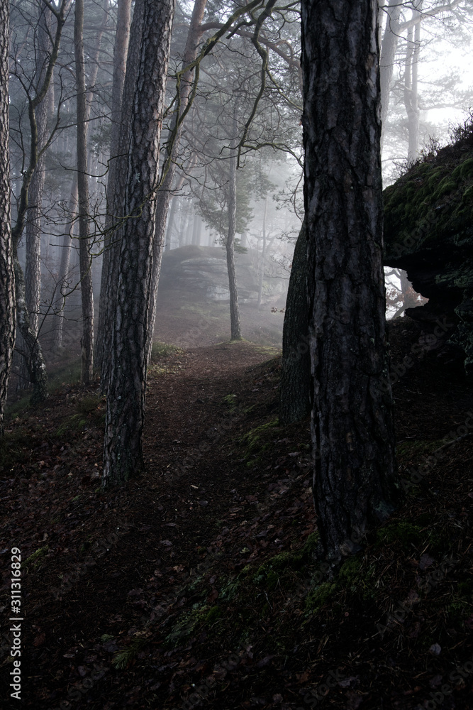 Fototapeta premium Foggy Forest