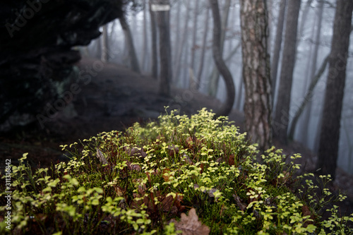 Fototapeta Naklejka Na Ścianę i Meble -  Foggy Forest
