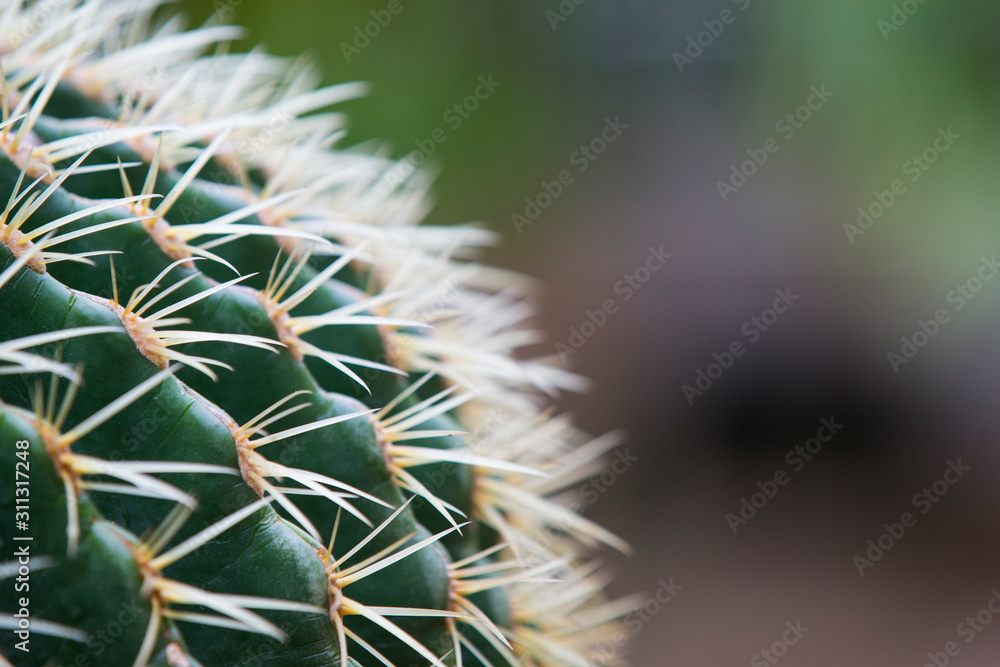 cactus.Echinocactus grusonii Hildm.Cactus with blurred background.Close-up of a cactus. cactus.Echinocactus grusonii Hildm.Cactus with blurred background.Close-up of a cactus.