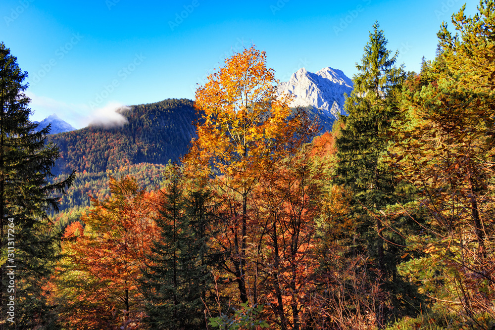 Fototapeta premium Golden Autumn