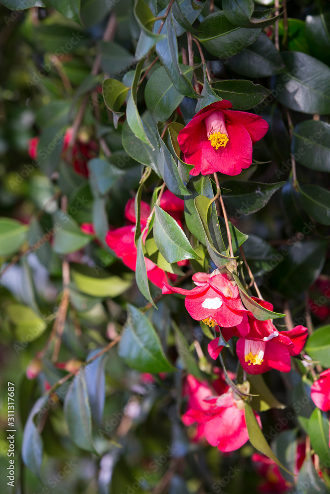 A beautiful camellia blooming in full bloom.camellia flower A beautiful camellia blooming in full bloom.camellia flower