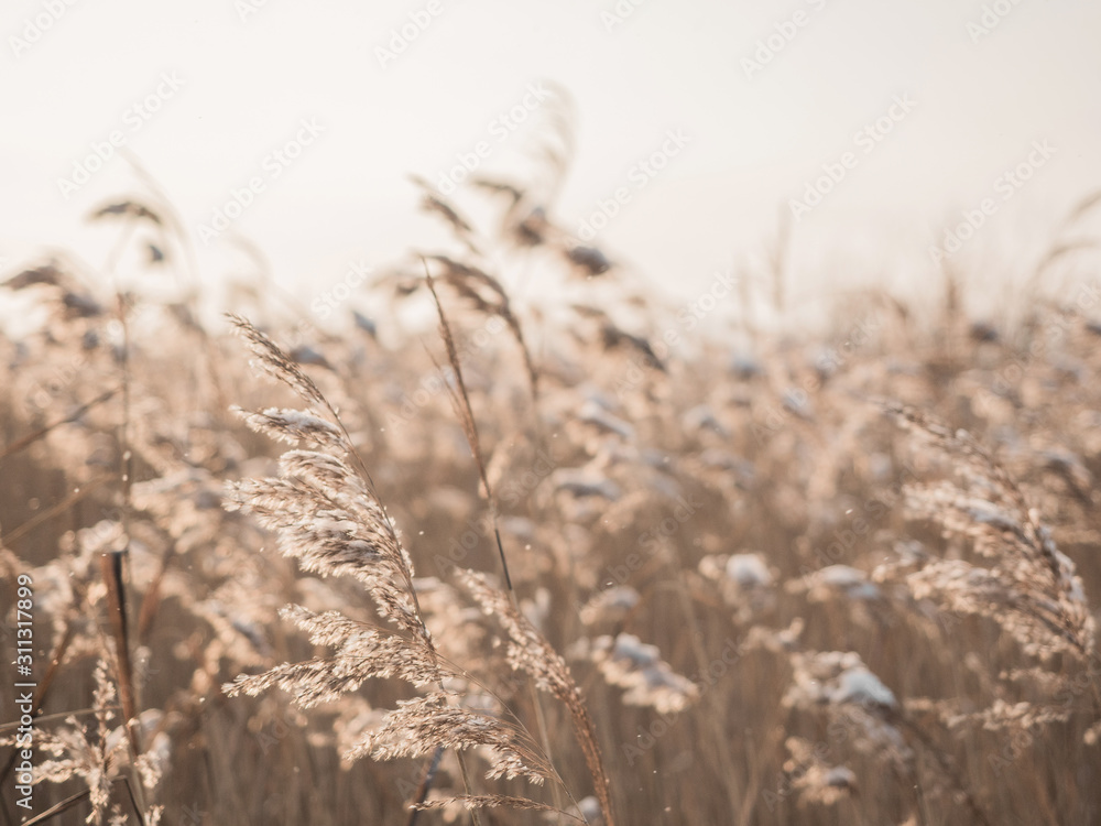 Fototapeta premium Dry grass sways in the wind in the sun in winter. Beige reed. Beautiful nature trend background. Closeup