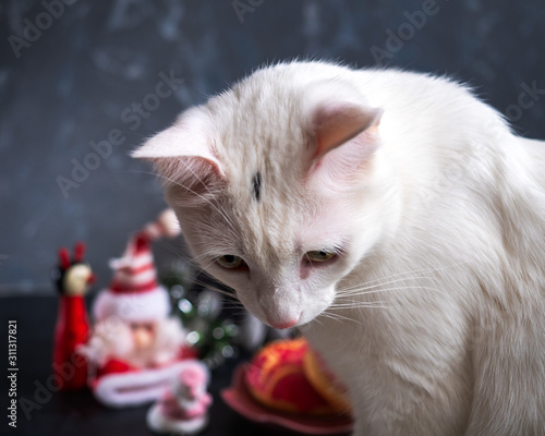 Portrait of a white cat, sad on the background of the table with Christmas decor