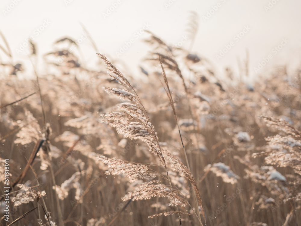 Dry grass sways in the wind in the sun in winter. Beige reed. Beautiful nature trend background. Closeup Dry grass sways in the wind in the sun in winter. Beige reed. Beautiful nature trend background. Closeup