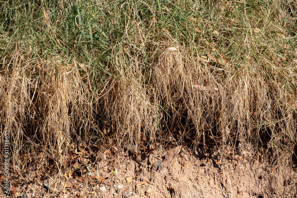 Dry grass in nature background. Dry grass in nature background.