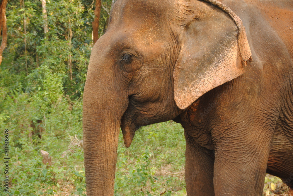 Naklejka premium Gros plan éléphant