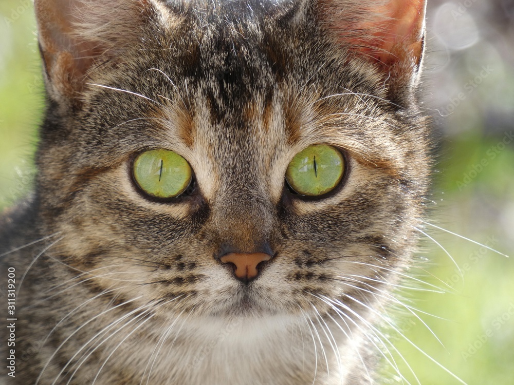 Green eyed cat against soft green background, close up portrait