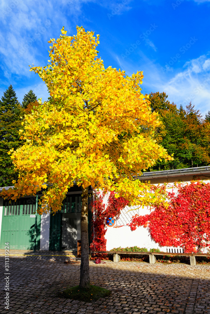 Obraz premium Golden Autumn