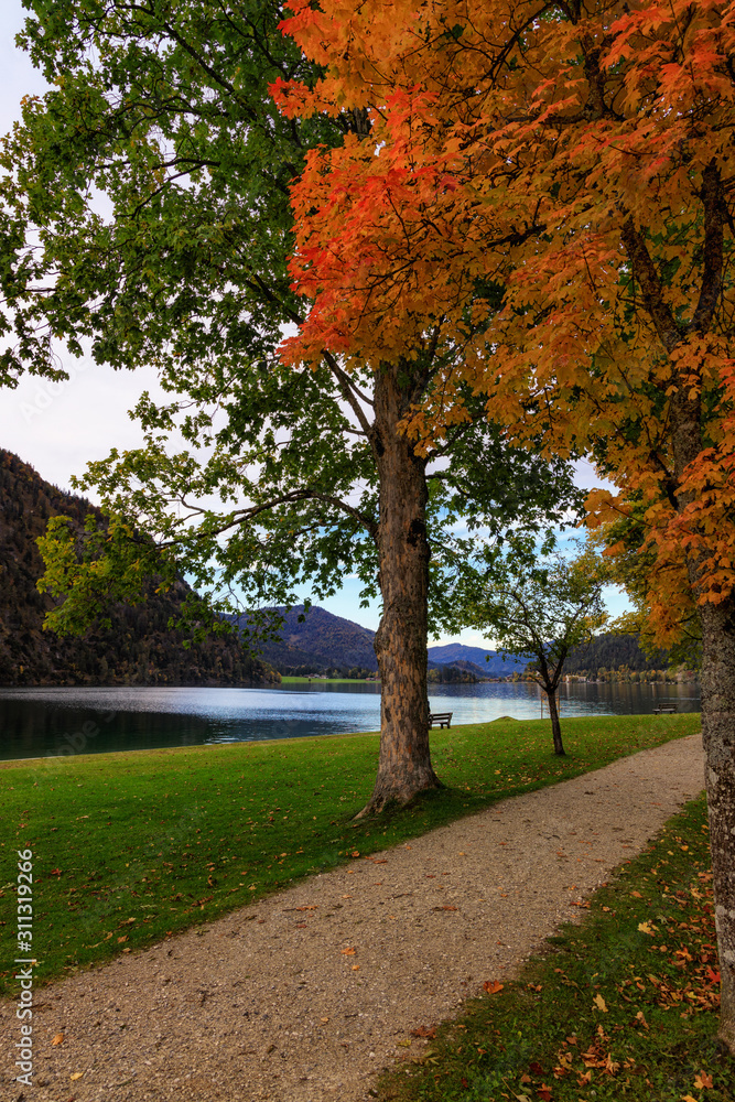 Fototapeta premium Golden Autumn