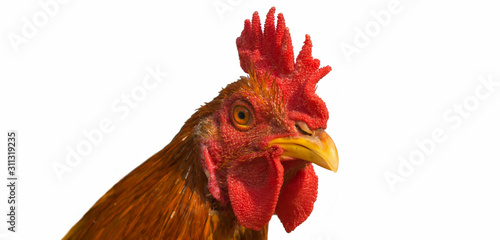 close up of golden brown rooster (chicken) head