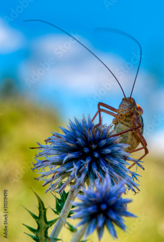 Éphippigère posé sur une azurite au causse Méjean, Hures-la-Parade, Lozère, France photo