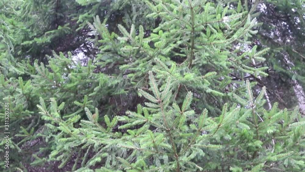 Close up of branch of pine needles in winter forest as a natural environment purifier. Fir tree in deep forest. Soft focus, closeup footage. Close up of branch of pine needles in winter forest as a natural environment purifier. Fir tree in deep forest. Soft focus, closeup footage.