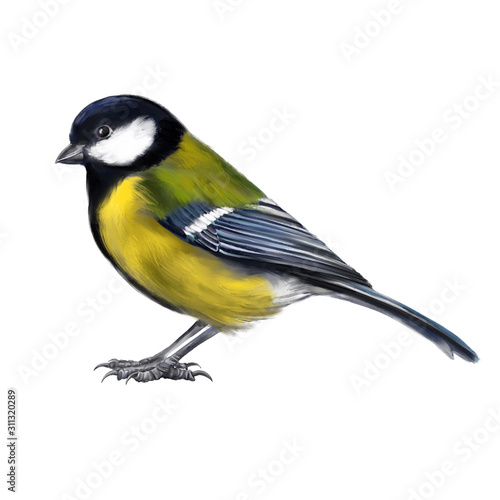 bird titmouse, art illustration painted with watercolors isolated on white background