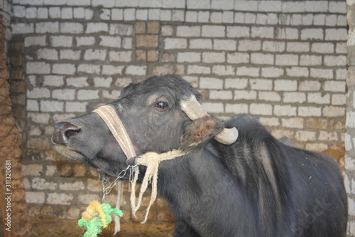 Buffalo portrait in a farm in Egypt photo