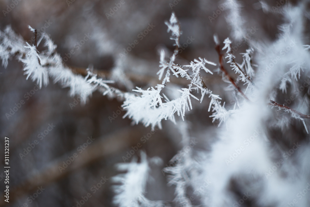 Frozen field plants. Macro shooting in winter. Soft focus. Frozen branches.