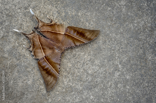 Top view of moth, Nagaland, India photo