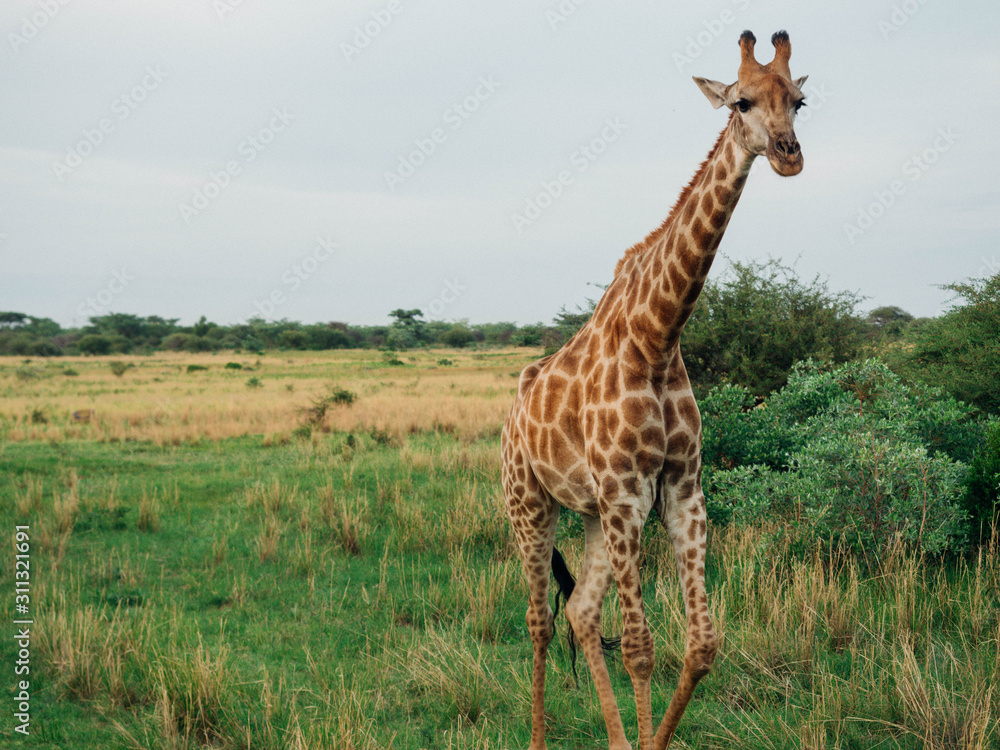 Obraz premium giraffe in africa