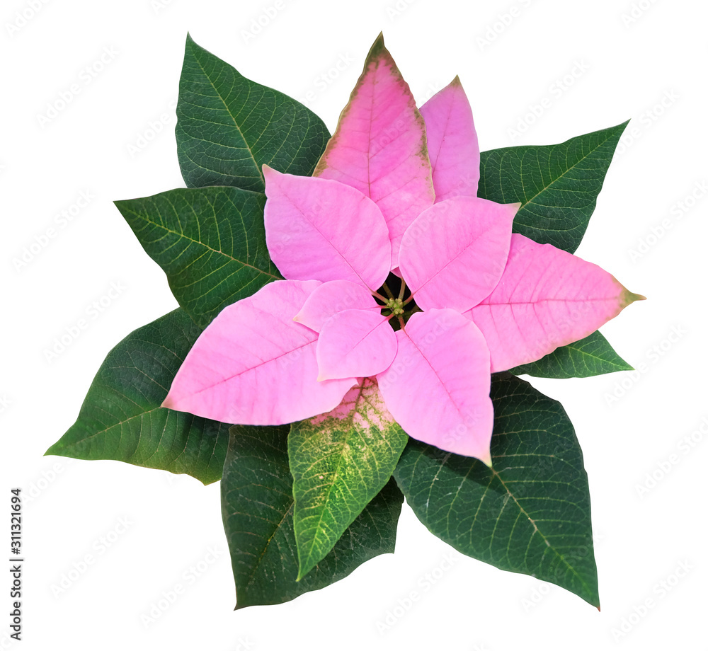 Poinsettia with pink leaves isolated on a white background, christmas plant. Poinsettia with pink leaves isolated on a white background, christmas plant.