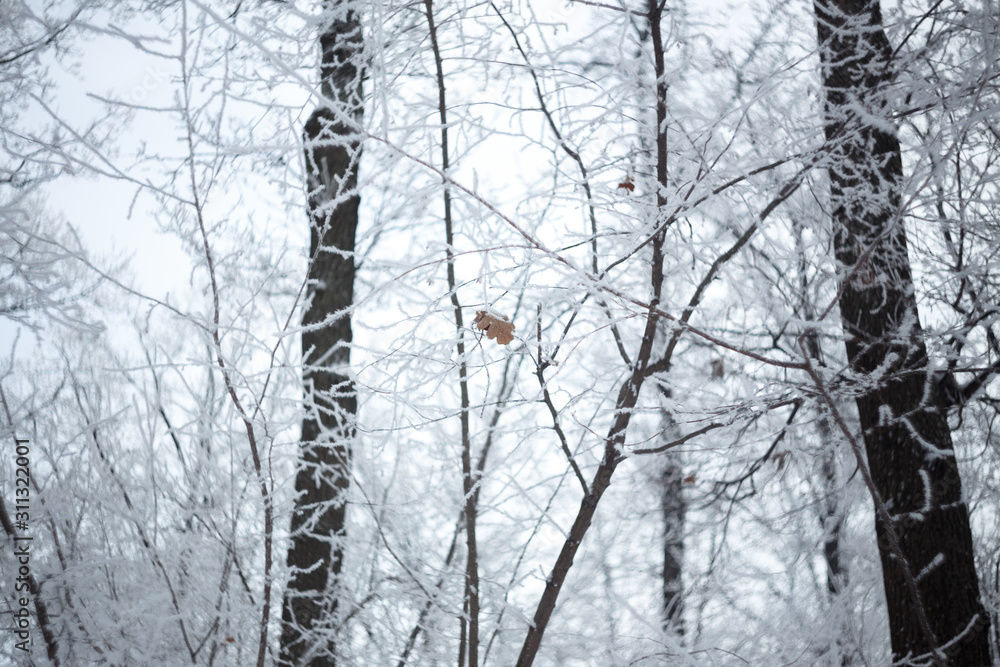 Obraz premium Frozen tree branchs, winter forest. Macro shooting in winter. Soft focus