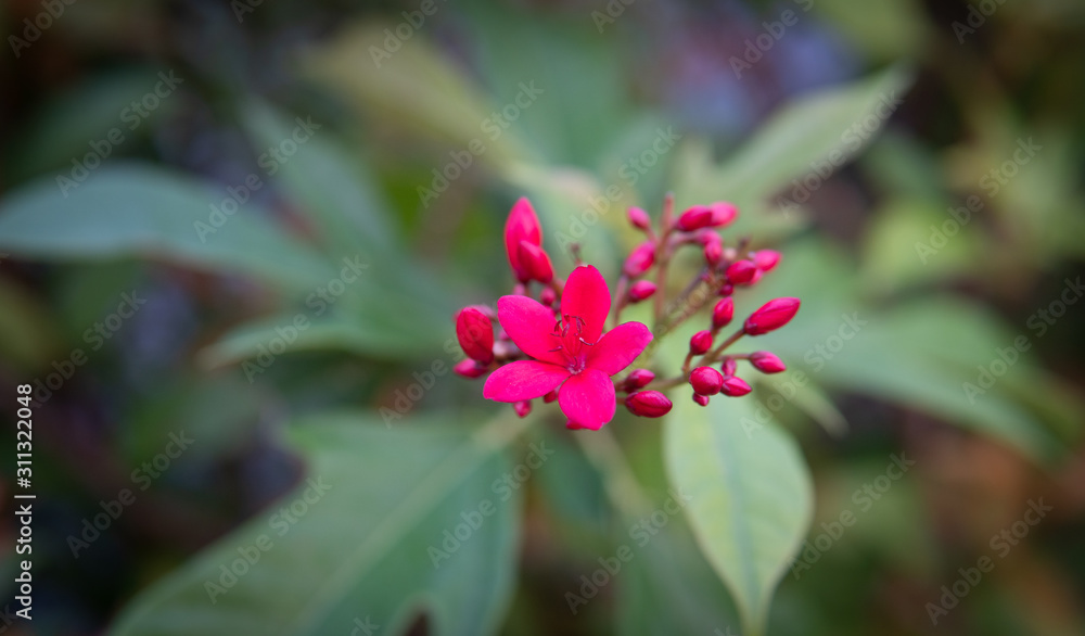 Red small flowers in front of blurred background. Red small flowers in front of blurred background.