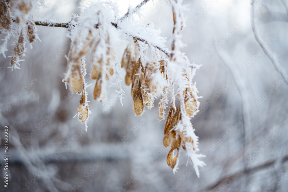 Frozen tree branchs. Macro shooting in winter. Soft focus. Frozen branches. Frozen tree branchs. Macro shooting in winter. Soft focus. Frozen branches.