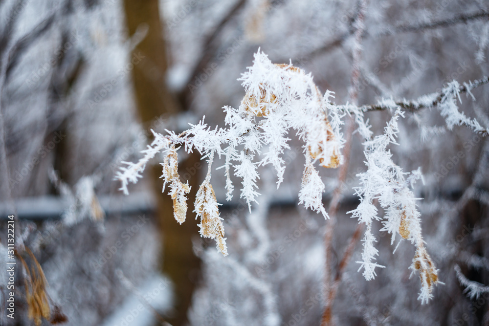 Frozen tree branchs. Macro shooting in winter. Soft focus. Frozen branches.