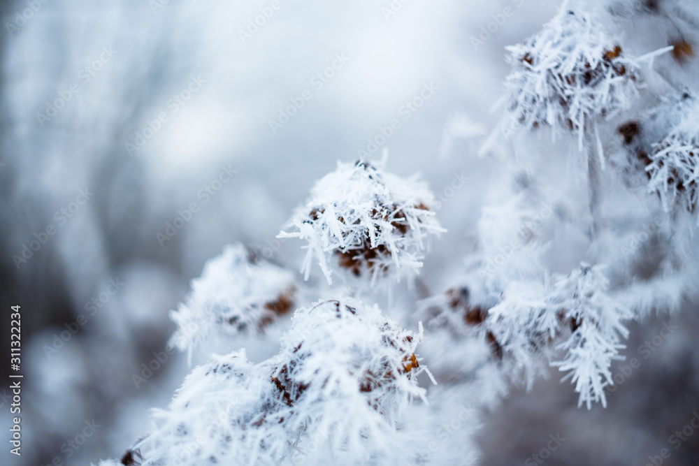 Frozen field plants. Macro shooting in winter. Soft focus. Frozen branches. Frozen field plants. Macro shooting in winter. Soft focus. Frozen branches.