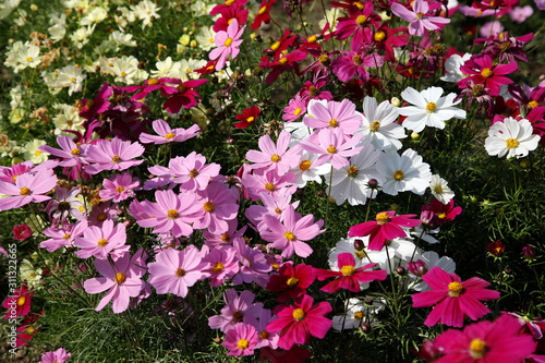 コスモス畑 コスモス コスモスの花 花園 コスモスガーデン