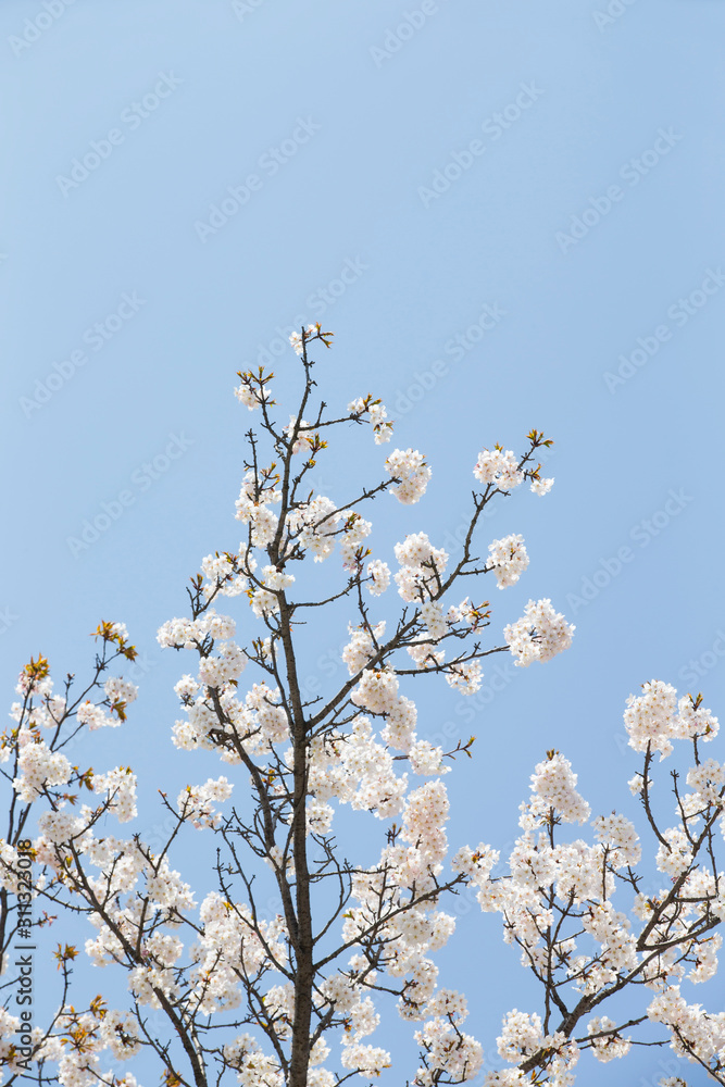 Sky and cherry blossoms. Cherry blossoms in full bloom.Beautiful cherry blossoms. Sky and cherry blossoms. Cherry blossoms in full bloom.Beautiful cherry blossoms.