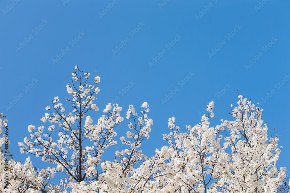Sky and cherry blossoms. Cherry blossoms in full bloom.Beautiful cherry blossoms.